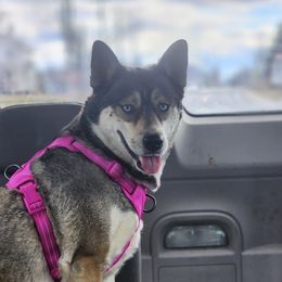 Skyler - Siberian Husky