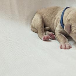 Dilute Retriever and Labrador Retriever Puppies from LC Hunting Labs, LLC.