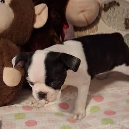 Lilly - Black brindle and white female Boston Terrier puppy in Gaffney, South Carolina from Battlefield Kennels