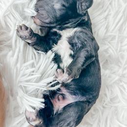 Boy 2 - Black and white male Bernedoodle puppy in Otisville, Michigan from Danie’s Darling Doodles LLC