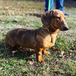 Penny - Dachshund