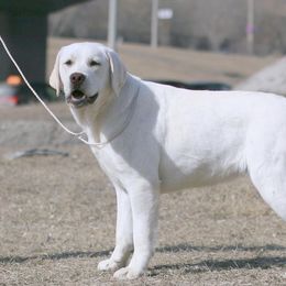 Bella - Labrador Retriever