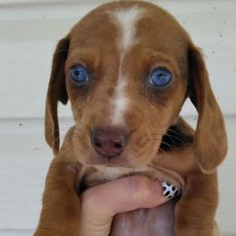 Ghost - Dapple male Dachshund puppy in Opelika, Alabama from Dachshund Darlins