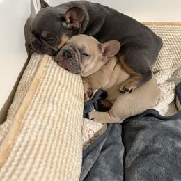 French Bulldog Puppies from Foster Lake Frenchies