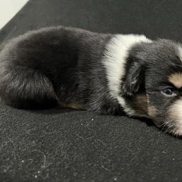 Boy 1 - Black tri male Miniature Australian Shepherd puppy in Lubbock, Texas from Reveille awesome aussies