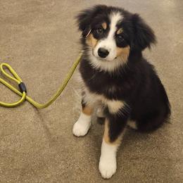 Alice - Black tri female Miniature American Shepherd puppy in Tonopah, Arizona from King's Miniature American Shepherds