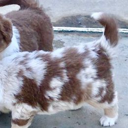 Aussiedoodle, Australian Shepherd, Miniature American Shepherd, and Miniature Australian Shepherd Puppies from Bline's Awesome Aussies