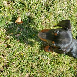 Dachshund Puppies from HPM