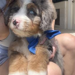 Turbo - Blue merle male Bernedoodle puppy in Ormond Beach, Florida from Florida Coast Doodles
