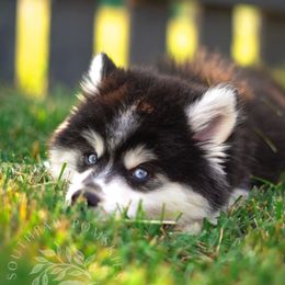 Pomsky Puppies from Southpaw Pomskies