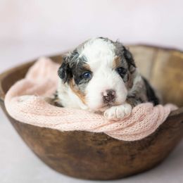 Girl 3 - Blue merle female Bernedoodle puppy in Lititz, Pennsylvania from Sleepy Hollow Acres