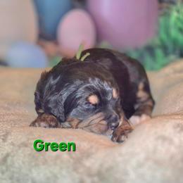 Green - Tri-color female Bernedoodle puppy in Taft, Tennessee from McGraw's Fetching Pups