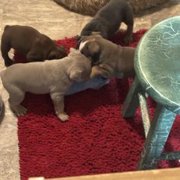 Aussiedoodle, Bulldog, Miniature Australian Shepherd, Poodle, and Toy Australian Shepherd Puppies from Mowry Creek Mini Aussiedoodles and More