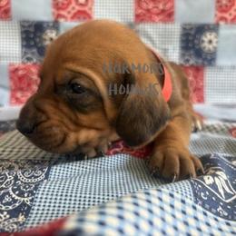 Red Collar - Red male Redbone Coonhound puppy in Mount Pleasant, Texas from Harmons Hounds