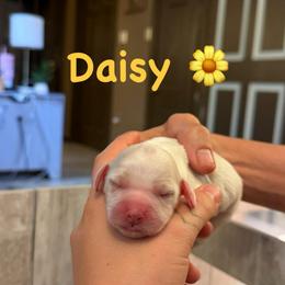Daisy - Red roan female Cockapoo puppy in Colorado Springs, Colorado from Colorado Cockapoos