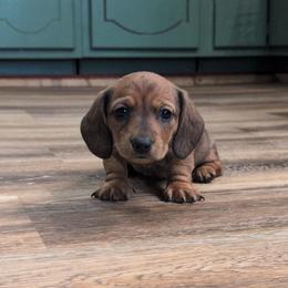 Zeus - Red male Dachshund puppy in Spring Hope, North Carolina from Hogan’s Lowrider Hounds