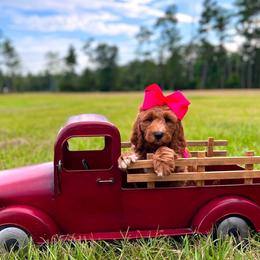 Charlie's Pink Girl - Red  female Goldendoodle puppy in Kountze, Texas from Texas Doodles LLC