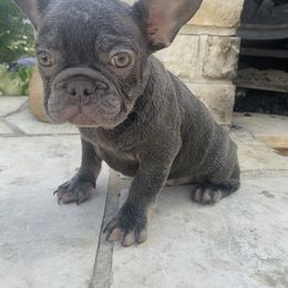 French Bulldog All Grown Up from GC Bulldogs