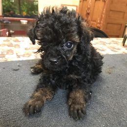 Poodles from Kiamichi Kennels