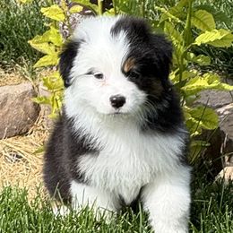 JBTB3 - Black tri-color male Australian Shepherd puppy in Mt. Pleasant, Utah from WildeOak Aussies
