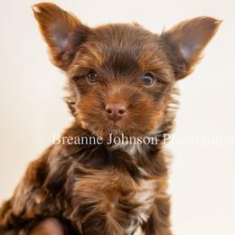 Yorkshire Terrier Puppies from Betterthan Chocolate Yorkies