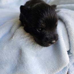 Samar - Black and silver female Miniature Schnauzer puppy in Crosby, Texas from Raisin' the Woof Schnauzers