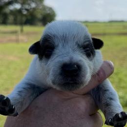 Storm - Blue female Australian Cattle Dog puppy in Devalls Bluff, Arkansas from Coolhand's Australian Cattle Dogs