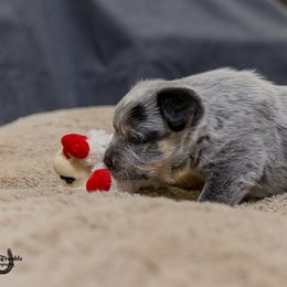 Australian Cattle Dog Puppies from Littletrouble Cattle Dogs