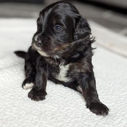 Yellow - Tri-color female Bernedoodle puppy in Connecticut from Valley View Doodles