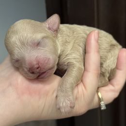 Sage - Cream female Poodle puppy in Haines City, Florida from Noelle Poodles