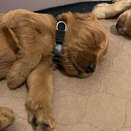 Boy 5 - Goldendoodle puppy in St. Lucie, Florida from A Doodle Life, LLC