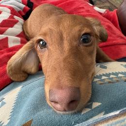 Dachshund Puppies from Dandelion Doxies
