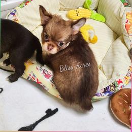 Ginger - Chocolate sabled fawn female Chihuahua puppy in Ponca City, Oklahoma from Bliss Acres Farm