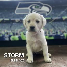 Storm - Yellow female Labrador Retriever puppy in Puyallup, Washington from 12 Door Farm Labradors
