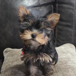 Boy 1 - Black and tan male Yorkshire Terrier puppy in San Antonio, Texas from R&R Yorkies of San Antonio
