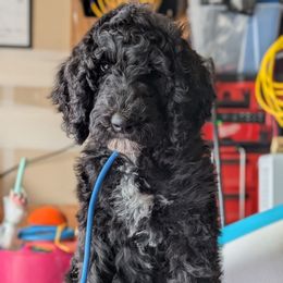 Light Pink Collar - Black female Goldendoodle puppy in Olympia, Washington from Sinclairdoodles
