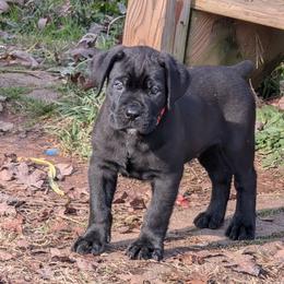 Orange boy - Black male Cane Corso puppy in Westminster, South Carolina from Regal Guardian Cane Corso