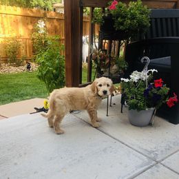 Goldendoodle Puppies from Plantation Puppies