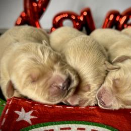 Last Pick male - Golden male Golden Retriever puppy in Mc Arthur, California from California Golden Love