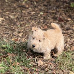 Scottish Terrier Puppies from Capstone Scottish Terriers