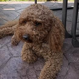 Clara - Goldendoodle