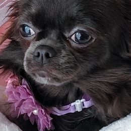 Tina - Chihuahua