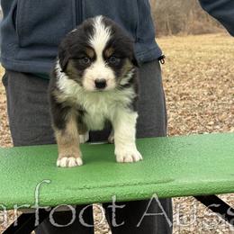 Girl 5 - Black tri-color female Australian Shepherd puppy in Lowell, Indiana from Bearfoot Aussies and Tollers