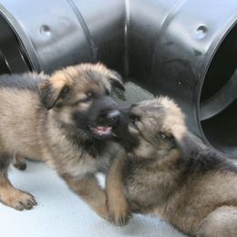 Shiloh Shepherd Puppies from Solace Shilohs