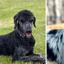 Aussiedoodles from Tates Creek Kennels