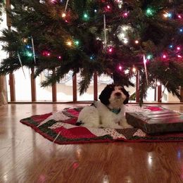 Australian Labradoodle Puppies from Llewellyn's Grove Labradoodles