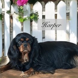 Harper - Cavalier King Charles Spaniel