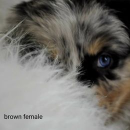 Australian Shepherd Puppies from Winsome Aussies