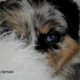 Australian Shepherd Puppies from Winsome Aussies
