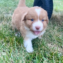 Stream - Red male Nova Scotia Duck Tolling Retriever puppy in Topeka, Kansas from Juniper Tollers